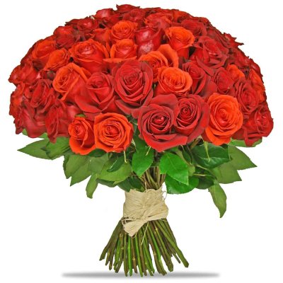 101 ruží Amphitryon